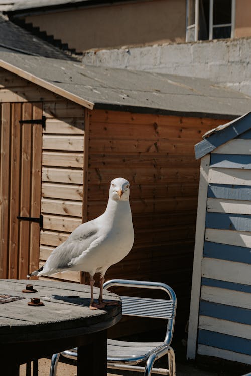 Free Close-Up Shot of a Seagull  Stock Photo