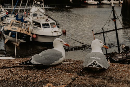 Photos gratuites de animaux, aviaire, faune