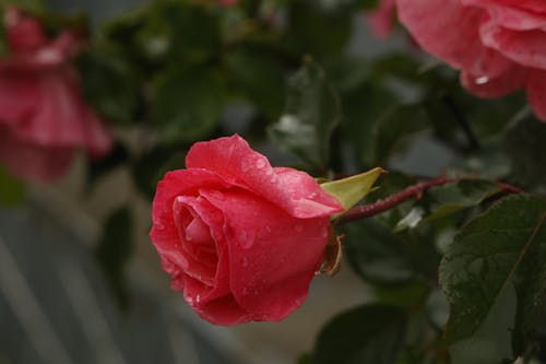 A Rose With Dewdrops 