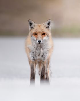fox photo