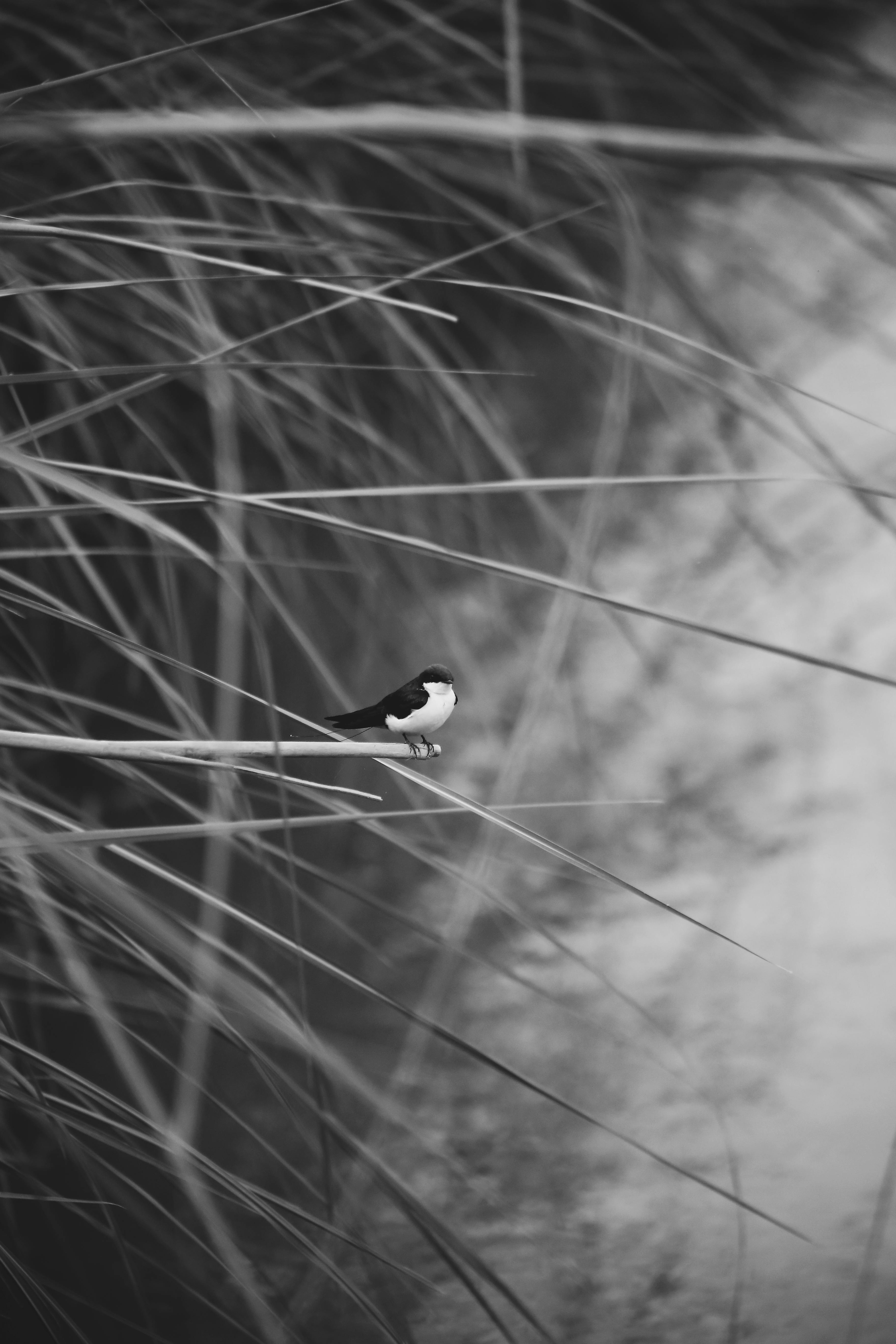 swallow sitting on blade of grass