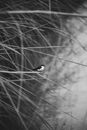 Swallow Sitting on Blade of Grass