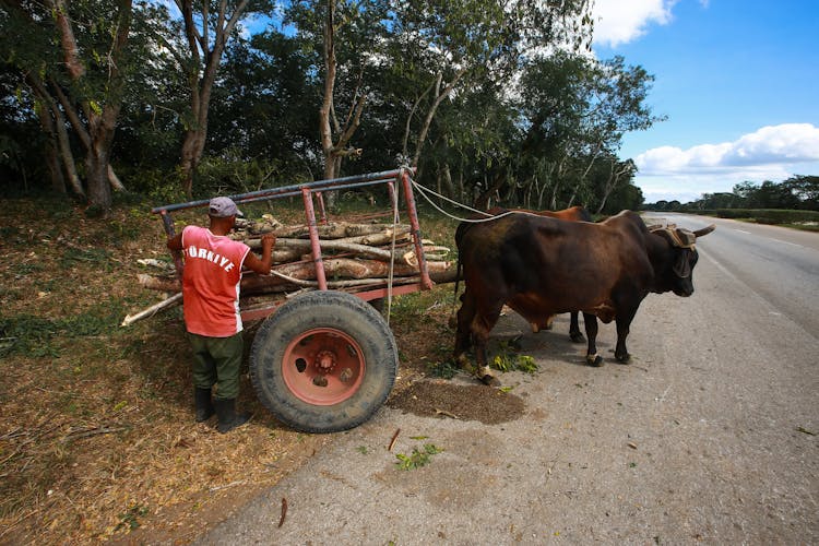 Man With Cattle Transporting Wood