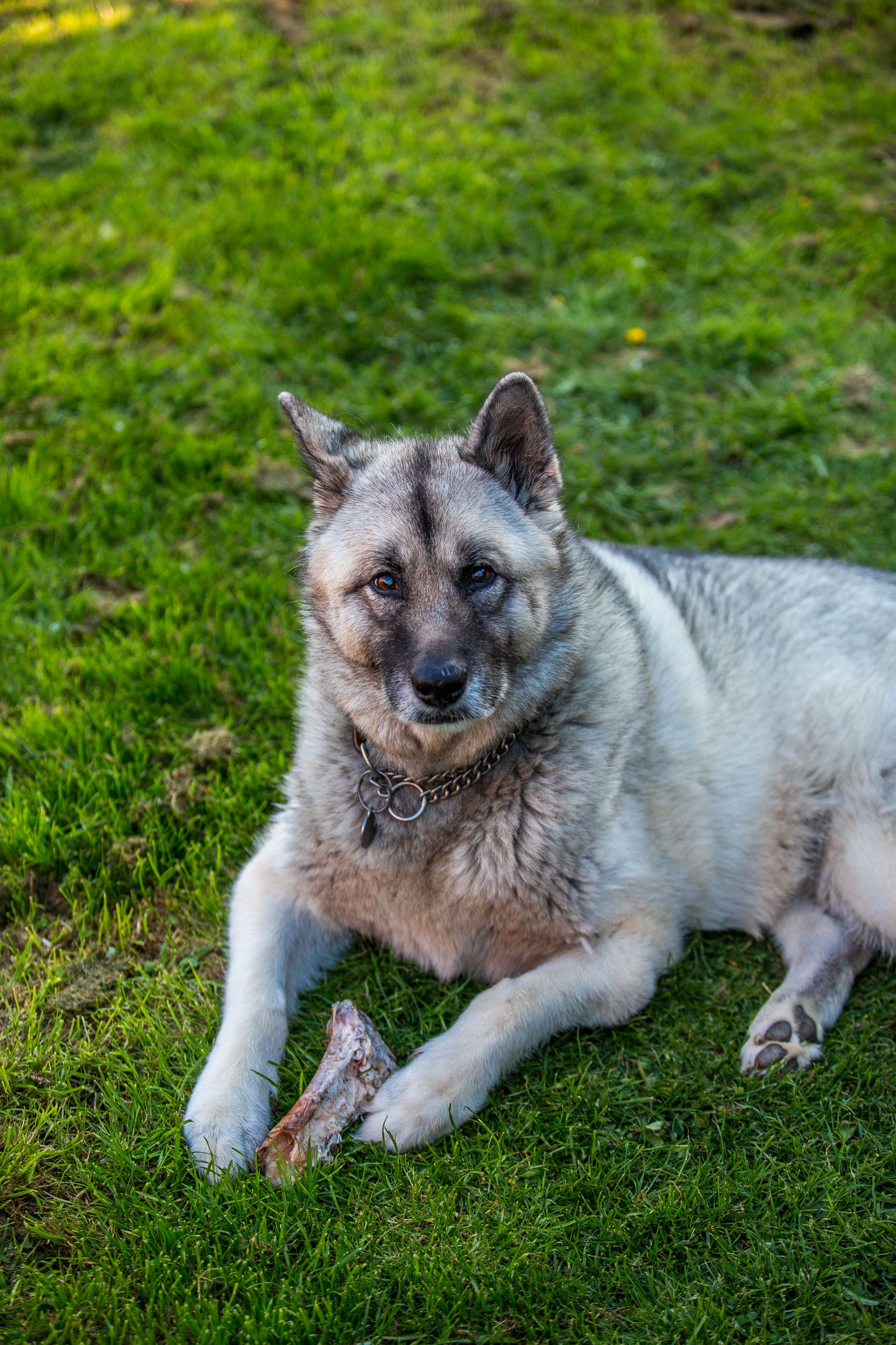 Adult grey Norwegian Elkhound standing outdoors, photo on Pexels