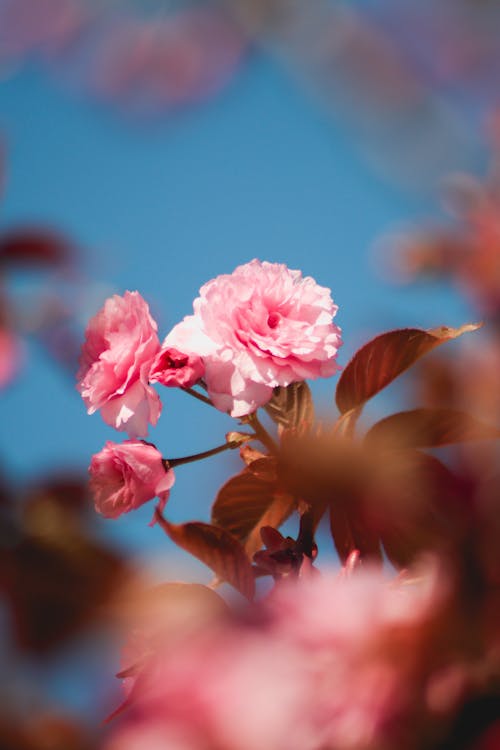 Ücretsiz bitki örtüsü, büyüme, çiçeklenmek içeren Ücretsiz stok fotoğraf Stok Fotoğraflar