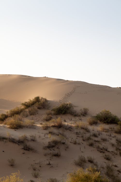 Free A Sand Dune in the Desert Stock Photo