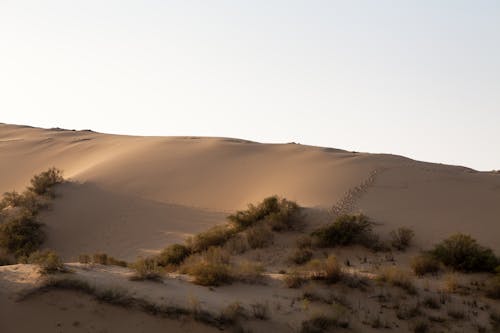 A Sand Dune in the Desert