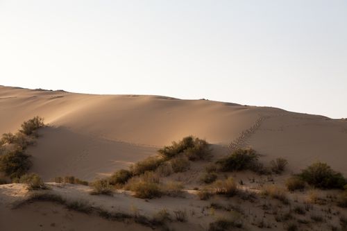 Free Golden sand dunes and sparse vegetation in a remote Dagestan desert. Stock Photo