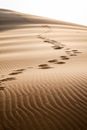 A Sand Dune in the Desert