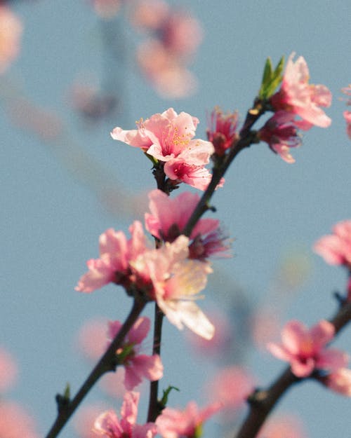 Free Close-Up Shot of Pink Flowers in Bloom Stock Photo