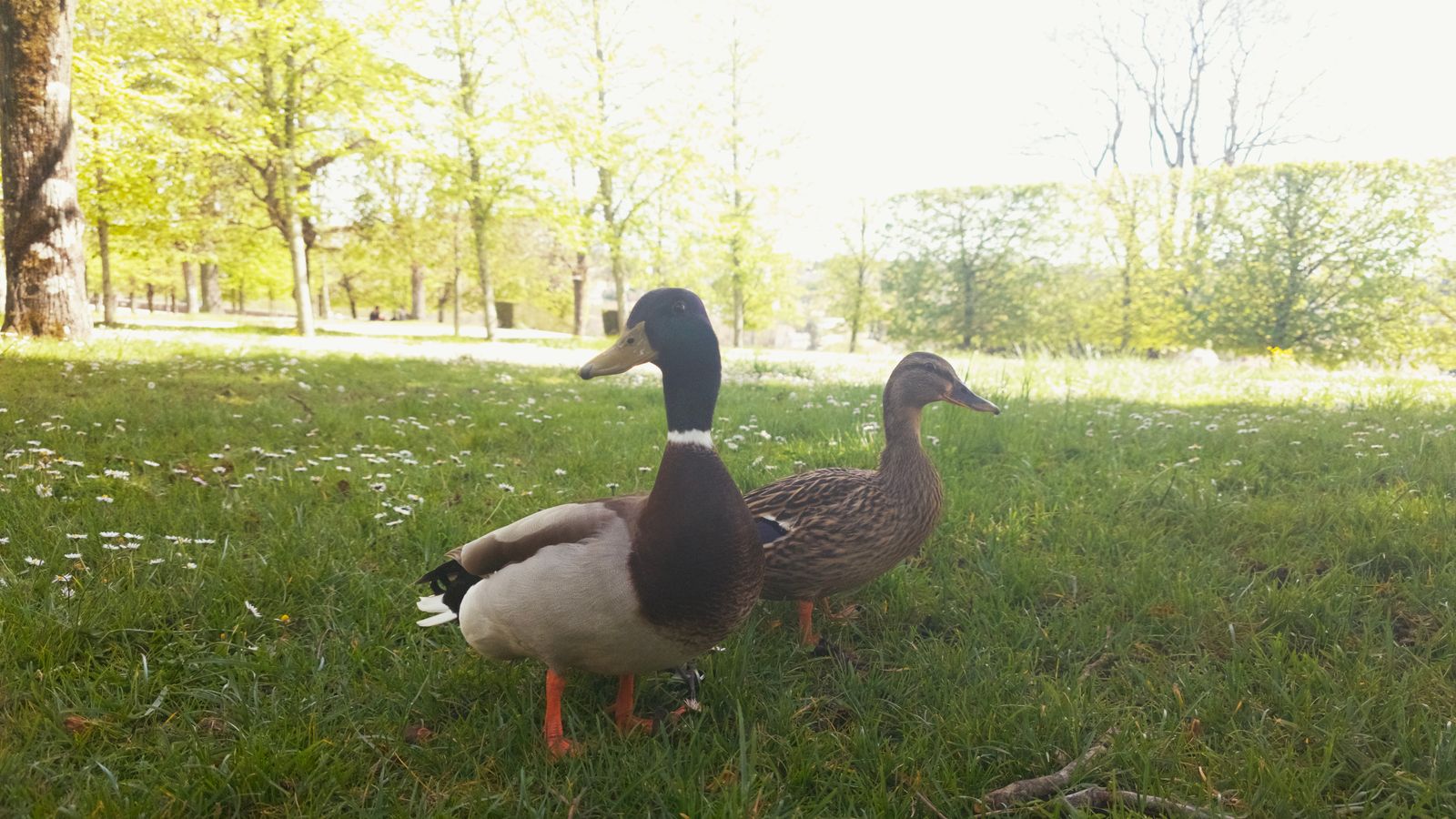 Canards
