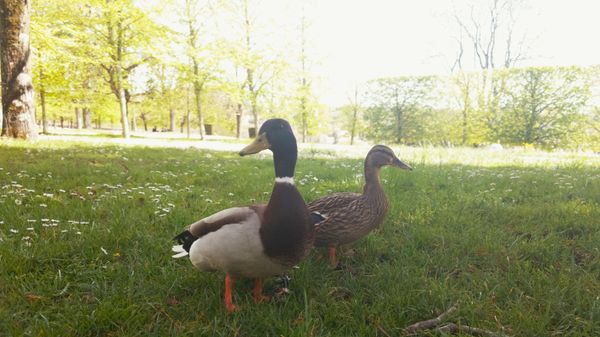 Canards
