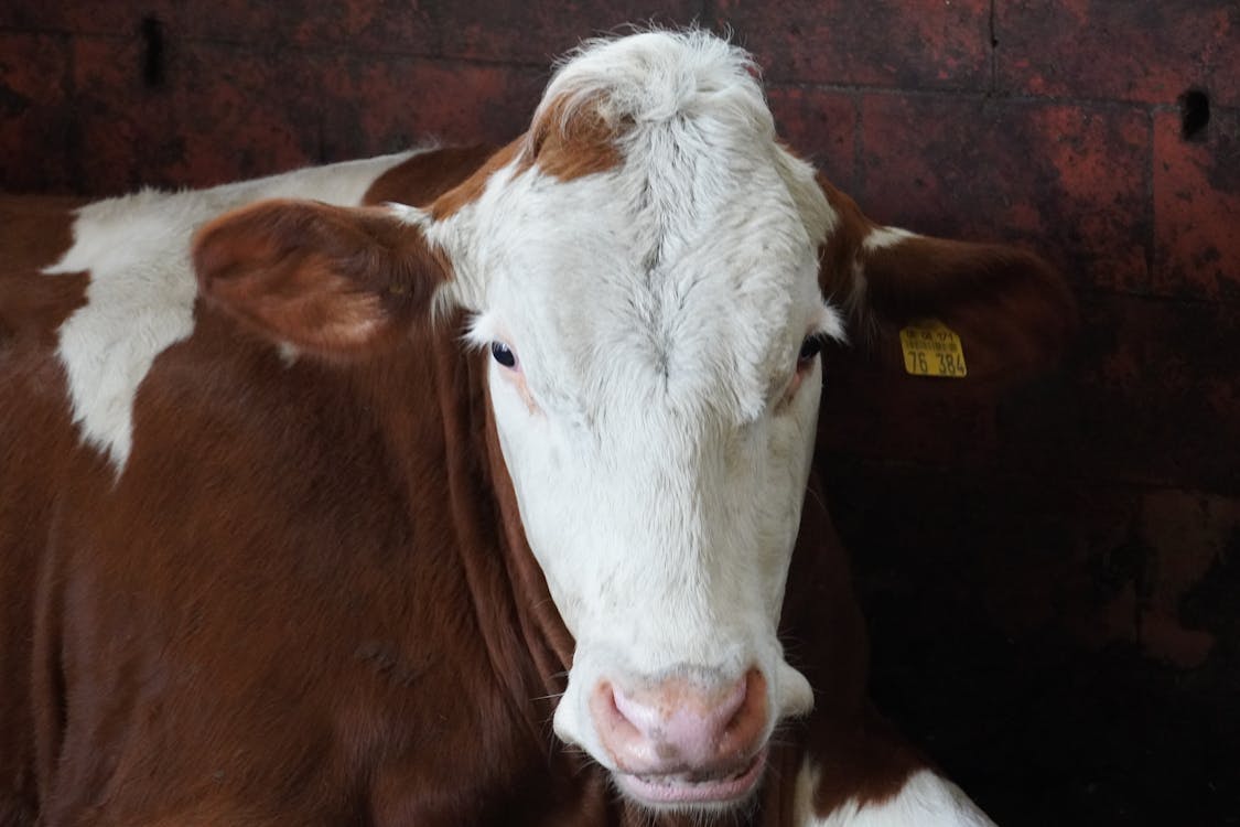 Close-Up Shot of a Brown and White Cow
