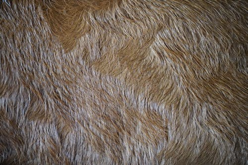 Brown Furry Surface