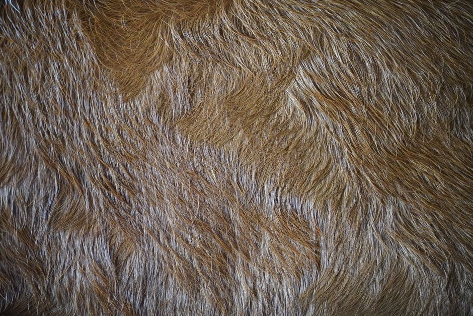 Detailed close-up of brown animal fur with a furry texture, ideal for background use.