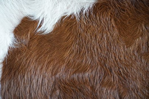Detailed close-up of brown and white animal fur showing texture and color.