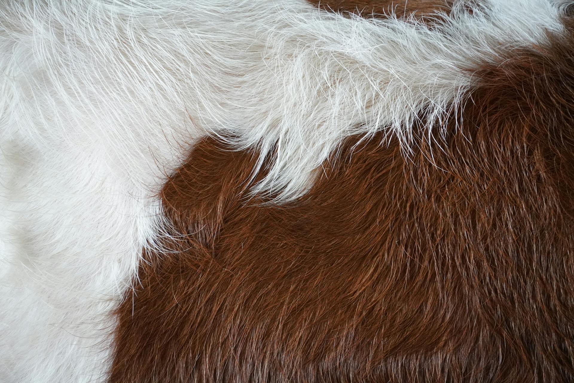 Close-Up Shot of a Brown Animal Fur