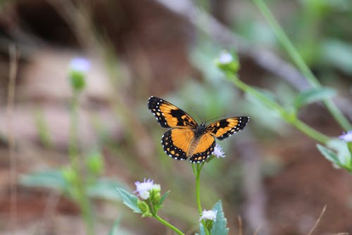 Free Black and Brown Butterfly Perched on Flower Stock Photo