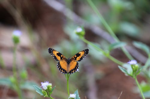 Foto profissional grátis de artrópode, borboleta, borboleta-monarca