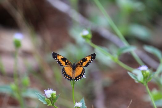 Close-Up Shot of a Monarch Butterfly Perched on a Plant