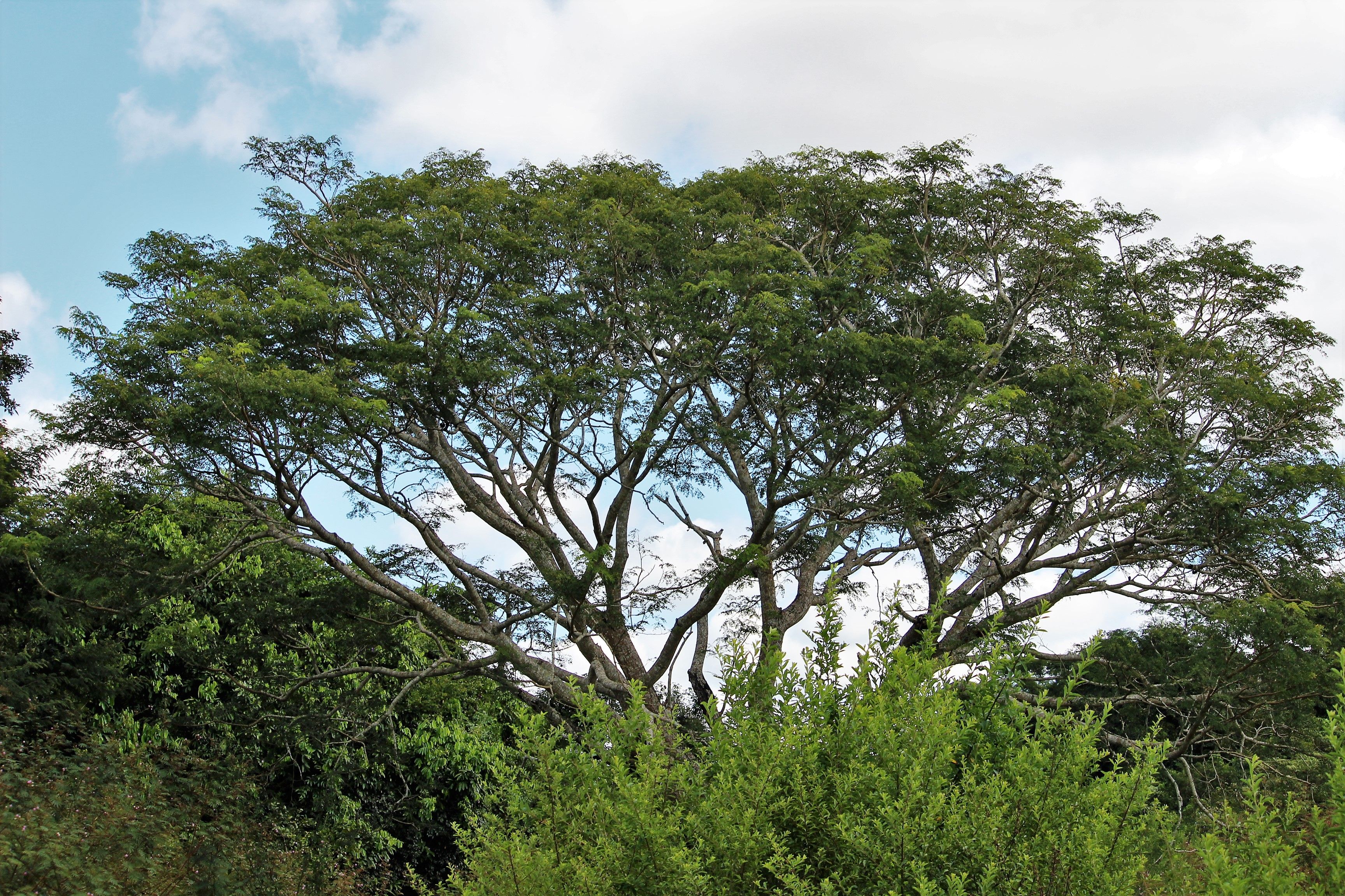 Expansive green tree canopy under a clear blue sky, showcasing nature's beauty.