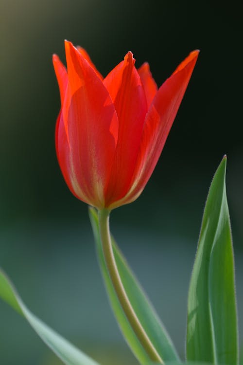 Close-Up Shot of a Red Tulip in Bloom