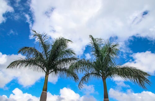 Free Low Angle Photography Of Coconut Trees Stock Photo