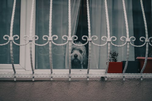 개, 동물, 레트로의 무료 스톡 사진