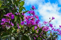 在明亮的蓝天下，生动的紫色花朵绽放，捕捉着夏天的精髓