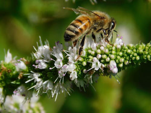 De franc Foto d'estoc gratuïta de abella, flors, fotografia macro Foto d'estoc
