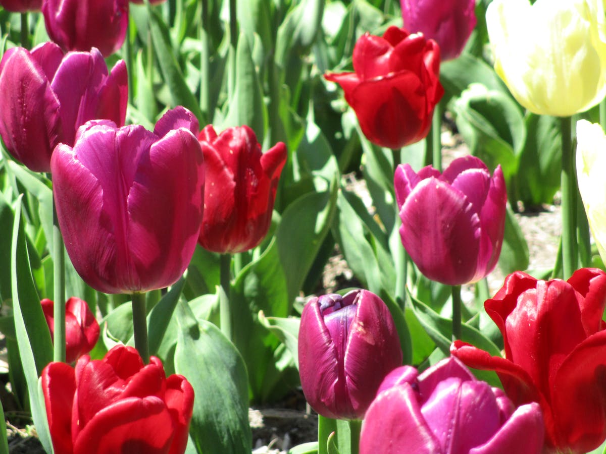 Glass of iced coffee with milk being poured in creating a marbled effect