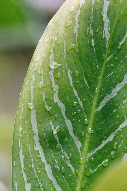 Free A detailed close-up of a green leaf with water droplets, showcasing vibrant natural textures. Stock Photo