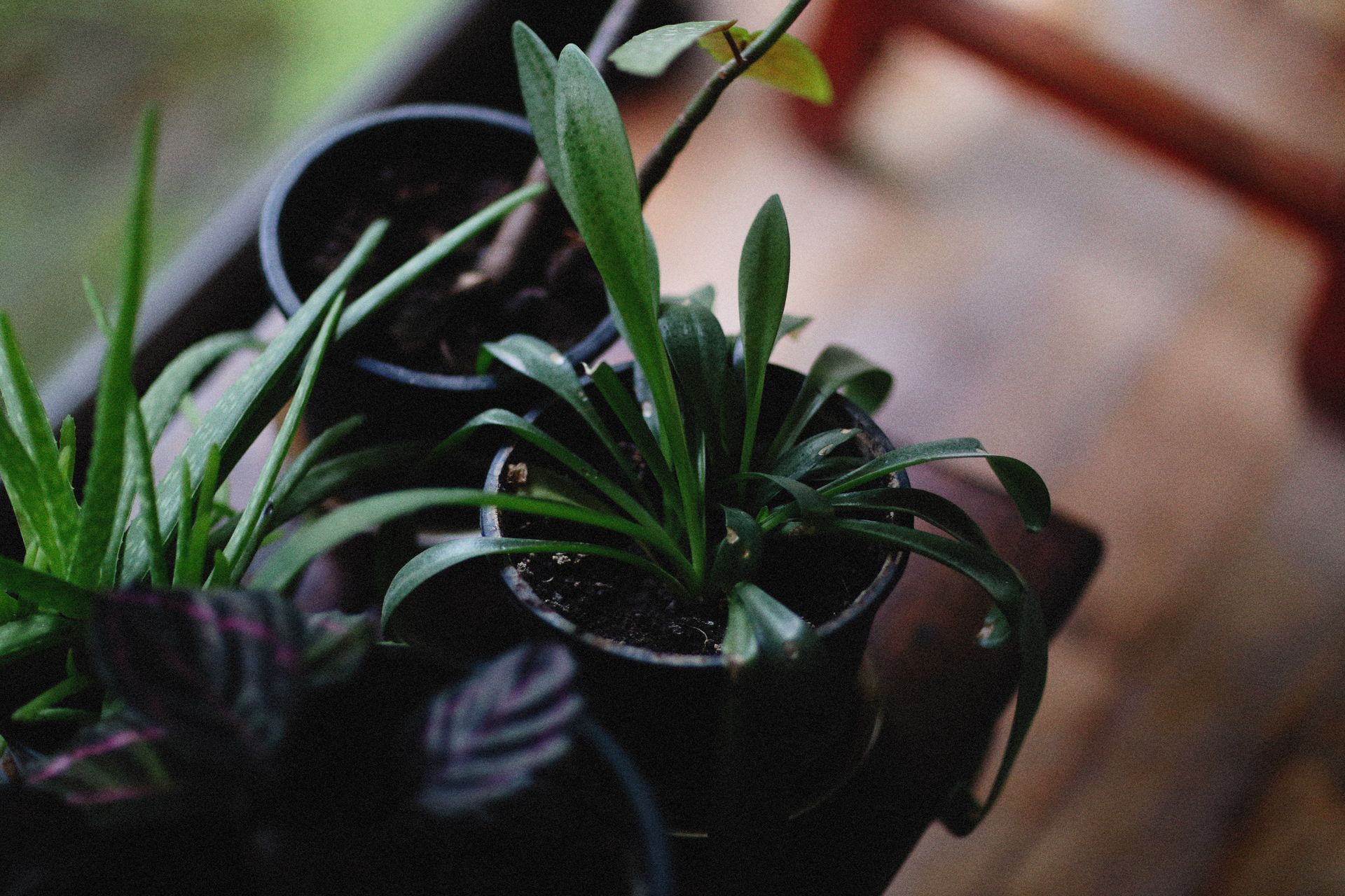 A serene close-up of potted indoor plants with green leaves in a cozy setting, perfect for nature lovers.