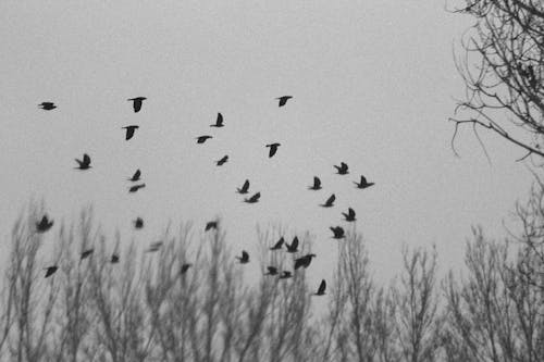 Free Grayscale Photo of Birds Flying in the Sky Stock Photo