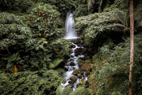 A Waterfall in the Forest 