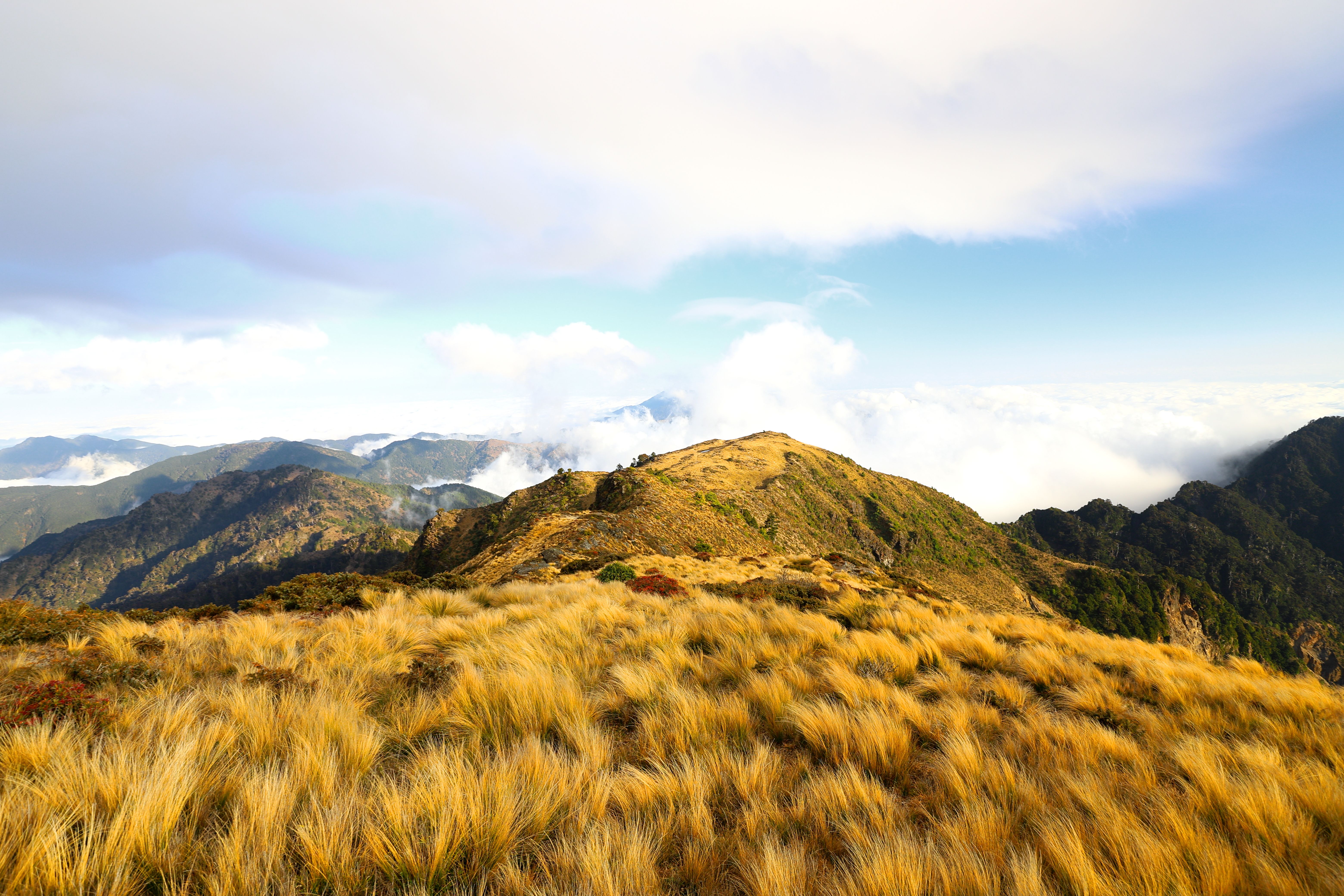 Golden Grass on Hill · Free Stock Photo