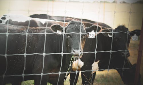Δωρεάν στοκ φωτογραφιών με αγελάδες, βόδια, ζώα Φωτογραφία από στοκ φωτογραφιών