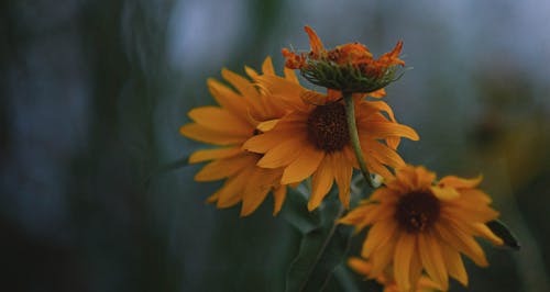 Selective Focus Photograph of Yellow Sunflowers