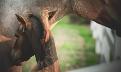 Foal Beside a Horse