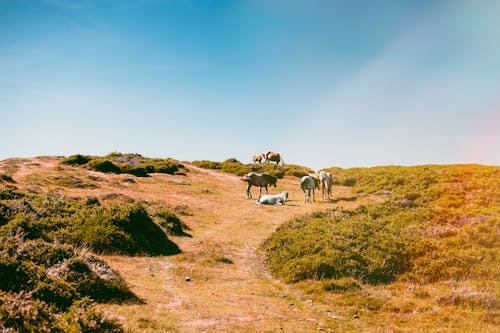 Horses On The Hill