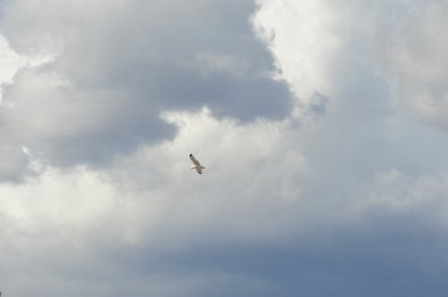 Foto profissional grátis de ave, pássaro branco, solo