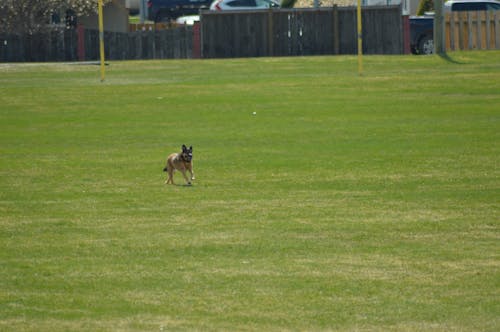 Foto profissional grátis de cachorro, cachorro no parque, cão de corrida