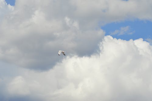 Foto profissional grátis de ave, pássaro branco, solo
