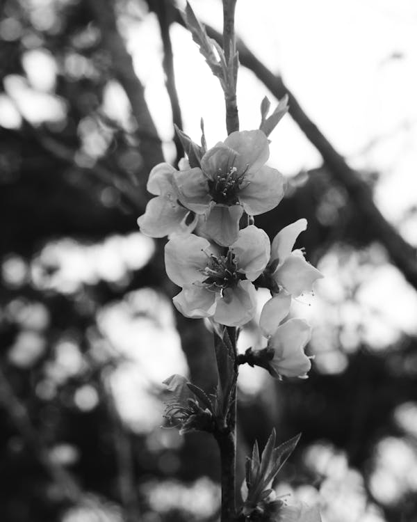 Grayscale Photo of White Flower · Free Stock Photo