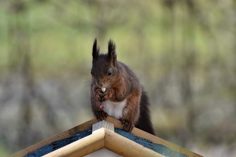 A Squirrel Eating A Peanut