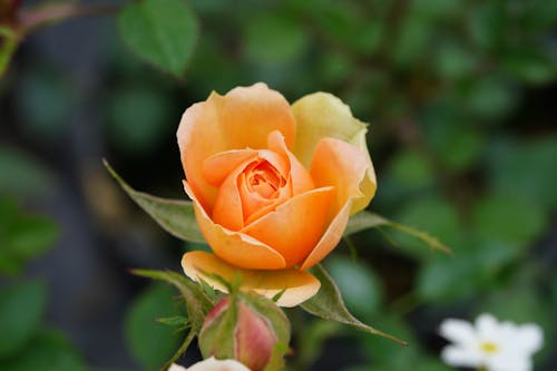 Orange Flower in Close Up Photography