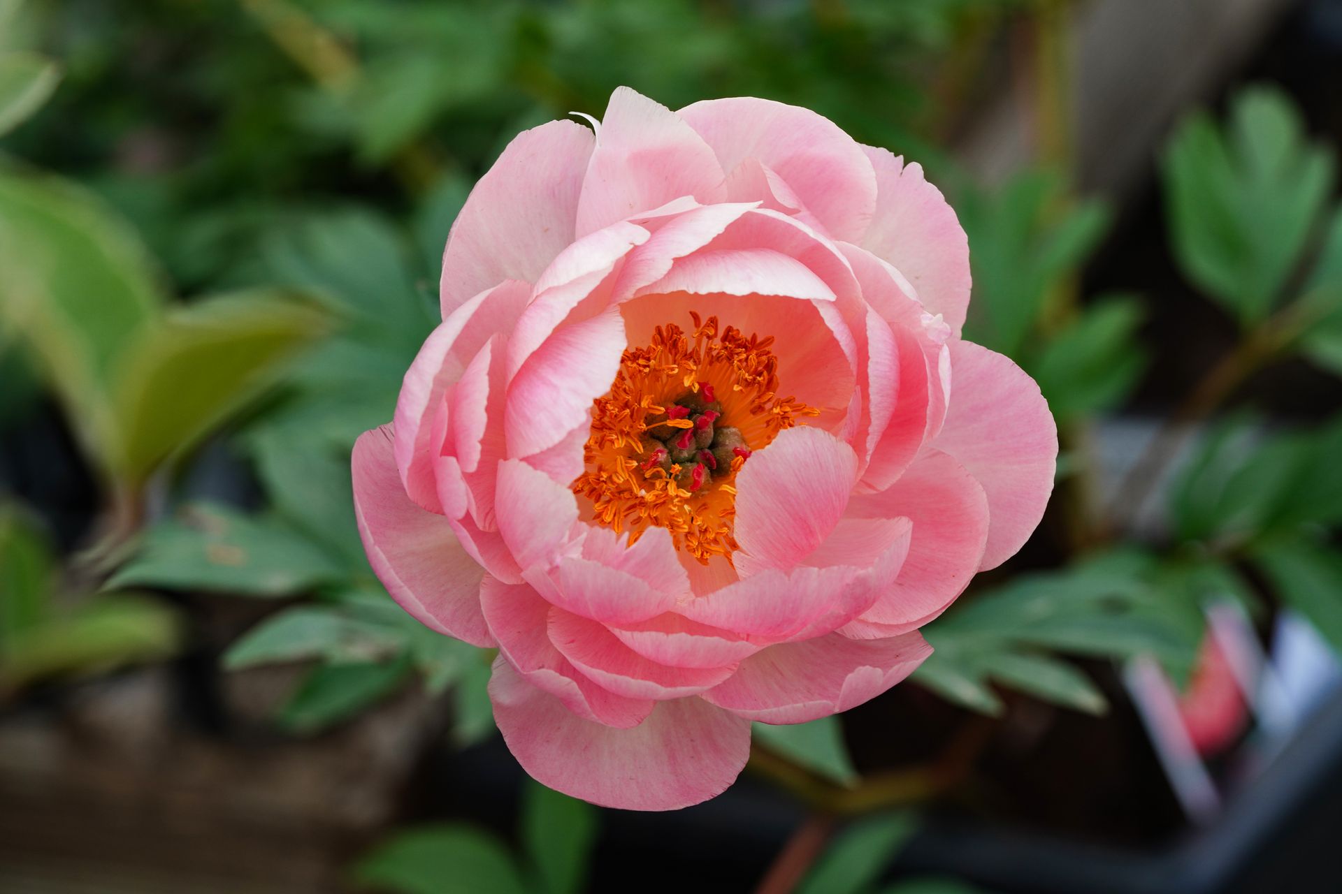A captivating close-up of a blooming pink peony with lush petals and blurred greenery background.