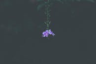 在黑暗背景的映衬下，一朵紫色的花优雅地悬挂着，凸显出自然之美