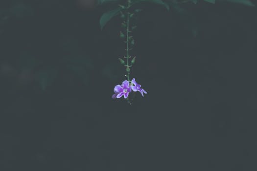 在黑暗背景的映衬下，一朵紫色的花优雅地悬挂着，凸显出自然之美