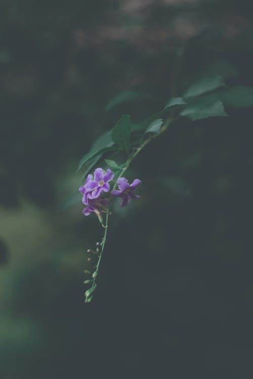 보라색 꽃과 녹색 식물의 얕은 초점 사진